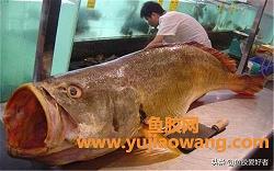 哪種魚的魚膠膠質最多